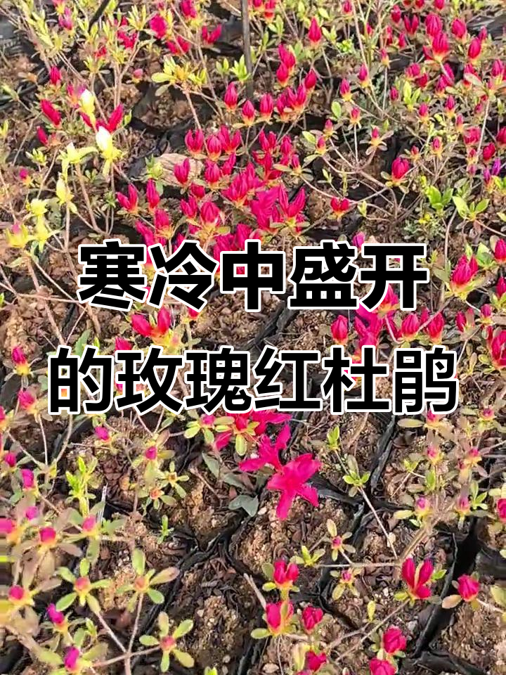 耐寒杜鹃,玫红色鸡血红品种展示