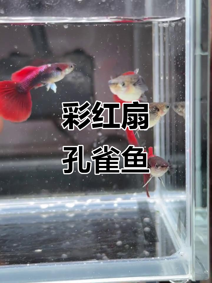 红扇孔雀鱼,色彩斑斓的美丽水族生物