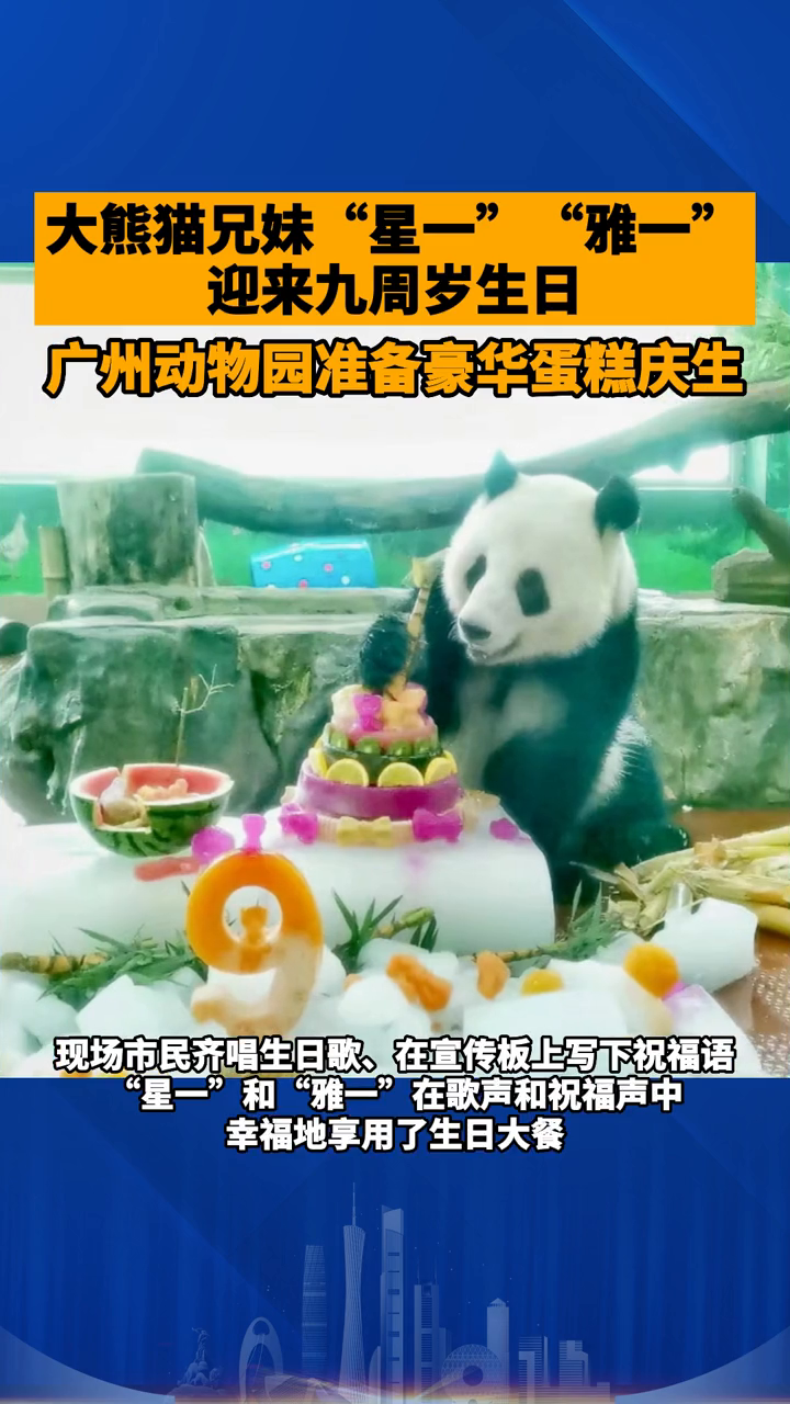 大熊猫兄妹迎来九周岁生日,广州动物园准备豪华蛋糕庆生!