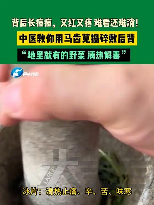 背后长痘痘,又红又疼,难看还难消!中医教你用马齿苋捣碎敷后背,“地里就有的野菜,清热解毒”