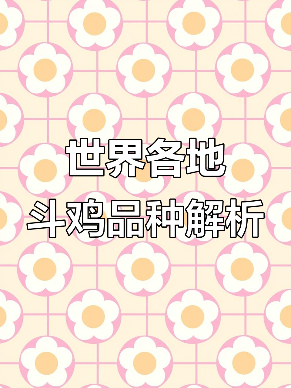 越南豆鸡、中原斗鸡与吐鲁番斗鸡:不同地域的斗鸡特色