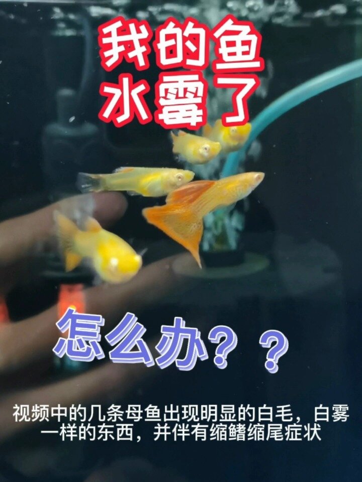 孔雀鱼水霉病治疗