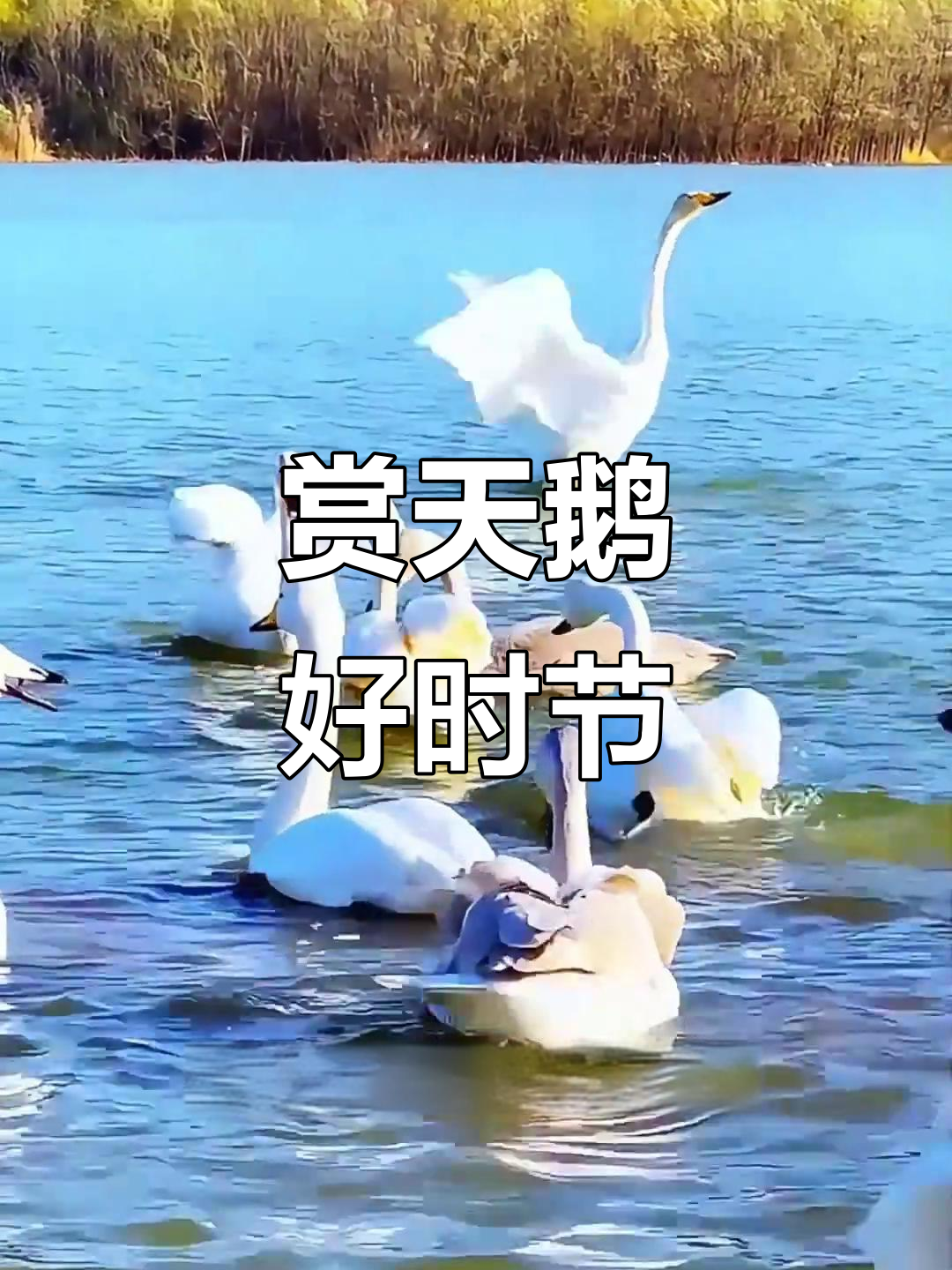天鹅湖天鹅归来,周末正是观赏最佳时机