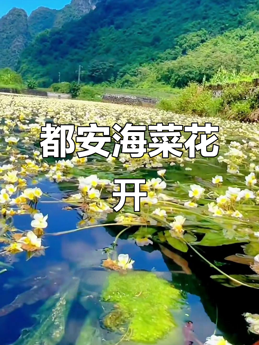 广西都安海菜花:五月到十月,河面上的美丽奇迹