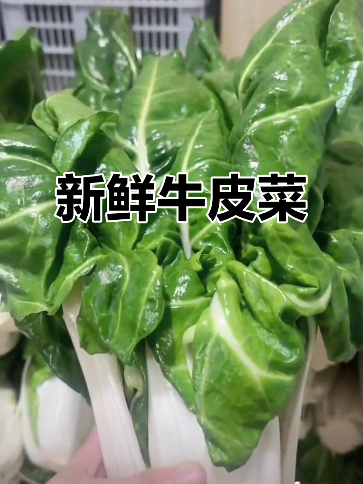 四川牛皮菜,新鲜厚皮,口感甜美,整棵发货