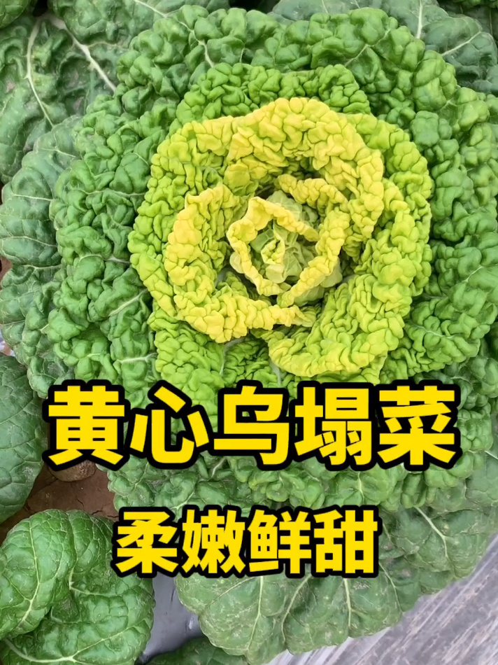 黄心乌塌菜,比大白菜好吃20倍!