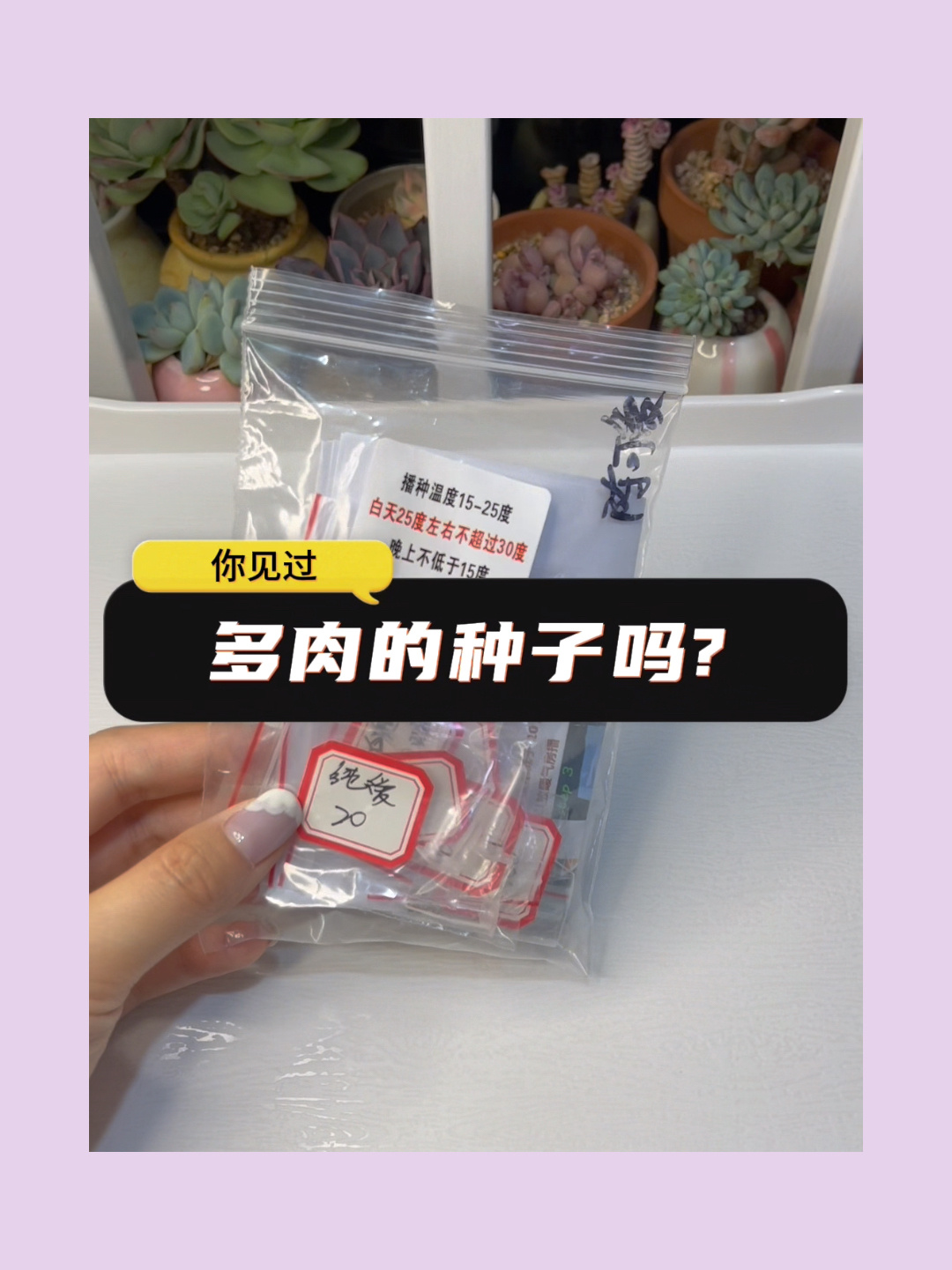 「多肉新探索」这么小的种子真能长出多肉?