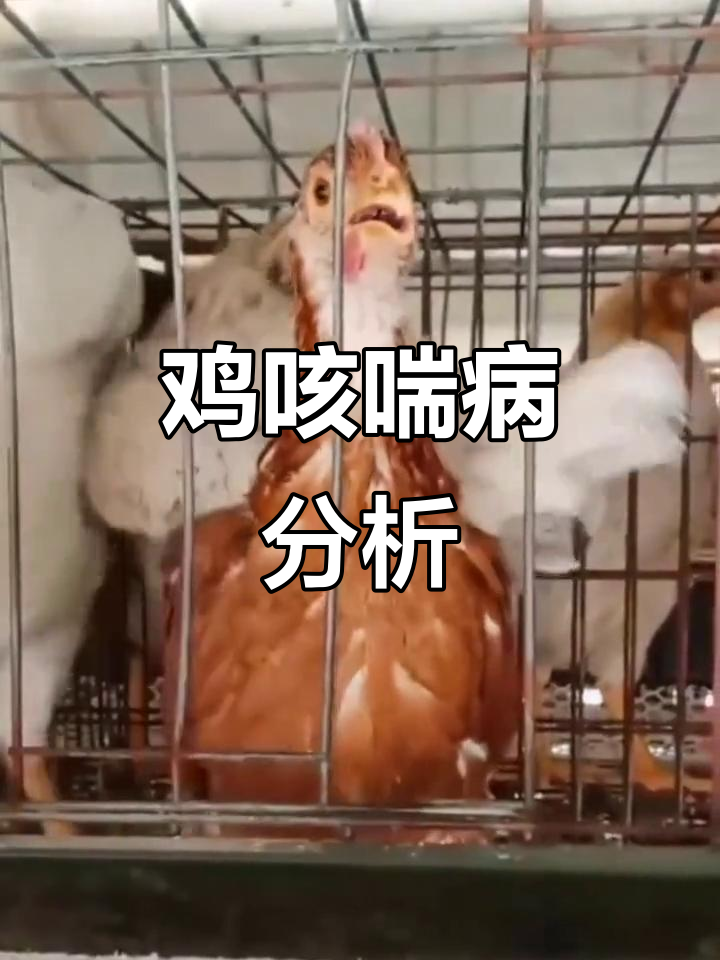 鸡传喉症状解析:咳嗽、呼噜怪叫背后的原因