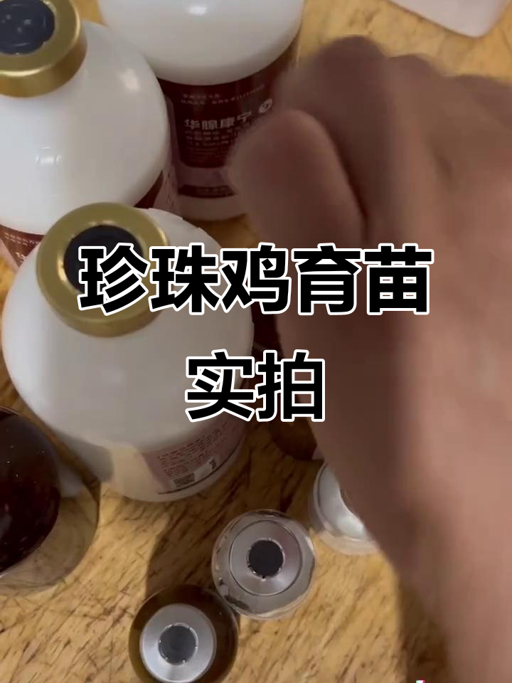 小珍珠鸡疫苗接种全过程,三天后就能卖了