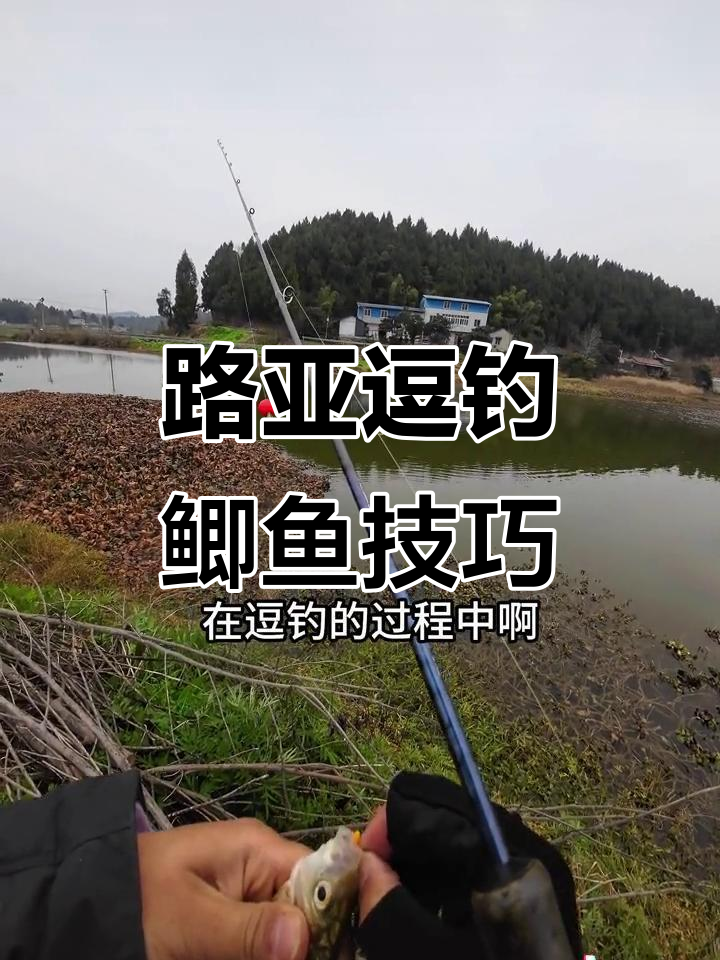 路亚钓鲫技巧大揭秘:如何判断接口与扬杆时机