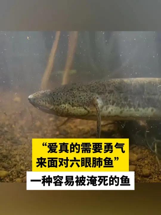 “爱真的需要勇气来面对六眼肺鱼” 一种容易被淹死的鱼(老王动物园)