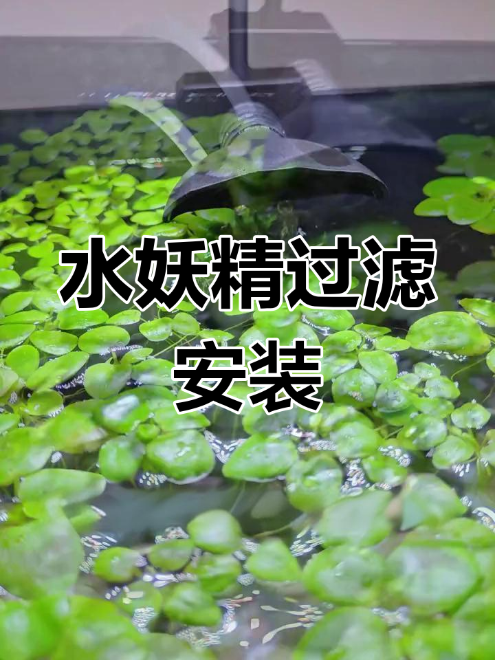 新一代水妖精过滤安装教程,孔雀鱼缸稳定运行