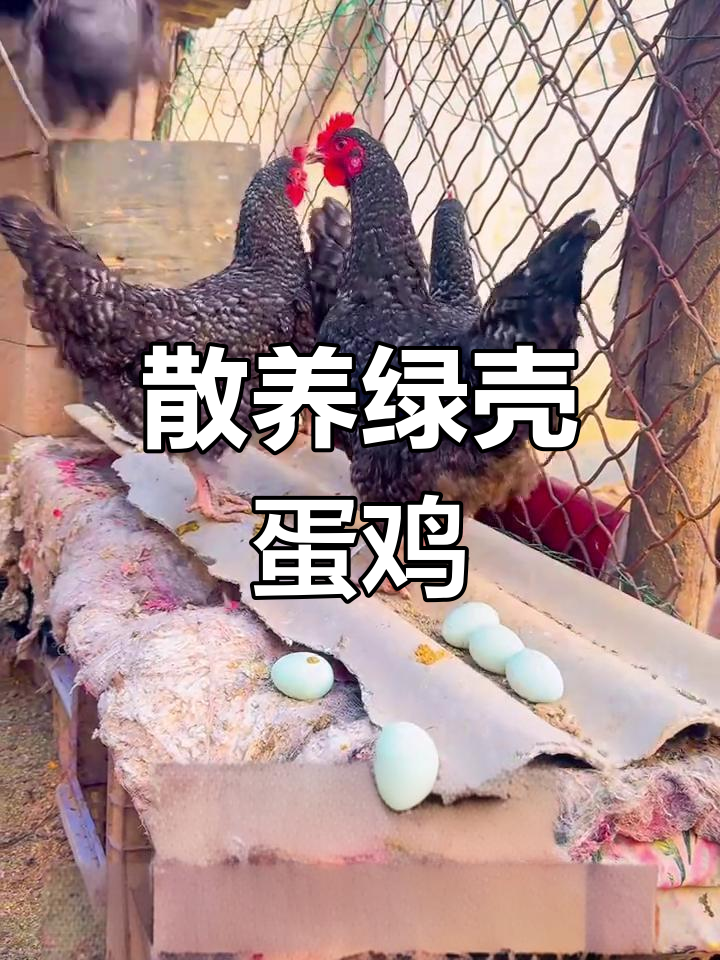 散养绿壳蛋鸡,芦花品种七个月大已产蛋
