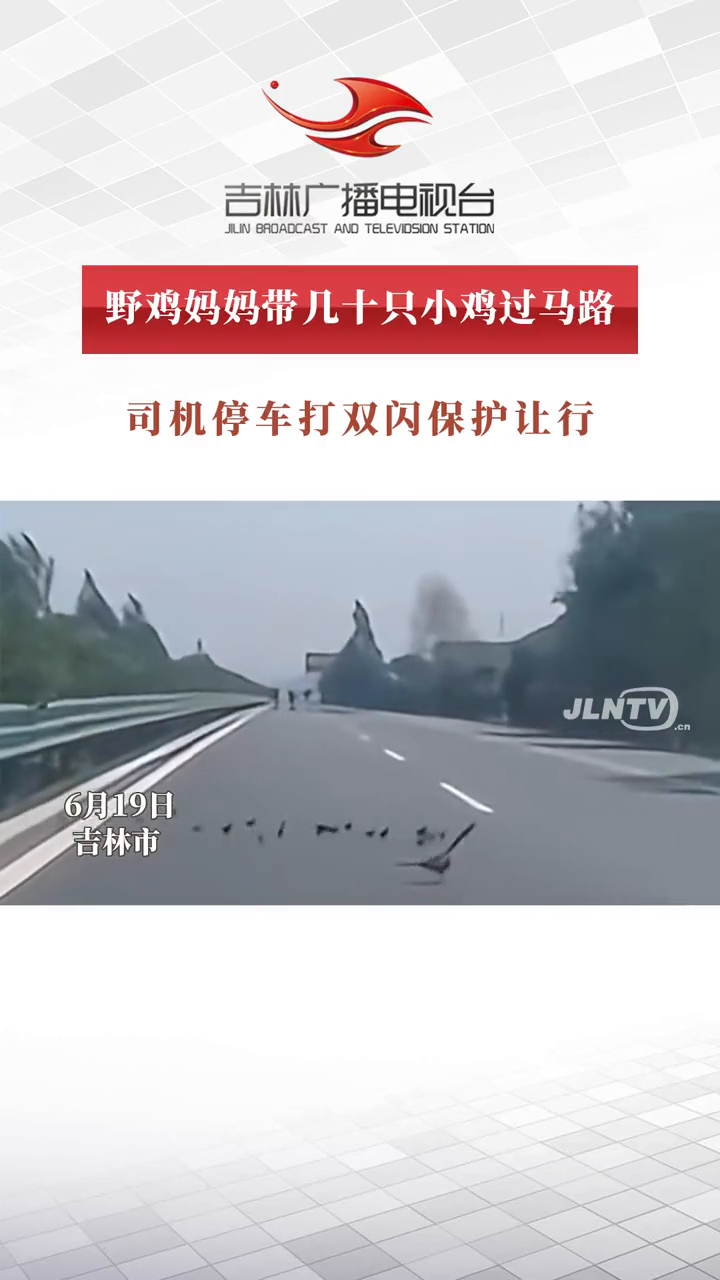 野鸡妈妈带几十只小鸡过马路 司机停车打双闪保护让行