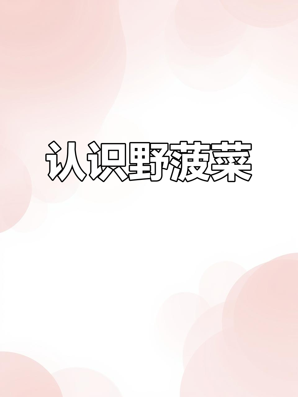 土大黄:野菠菜的秘密,药食两用,你吃过吗?