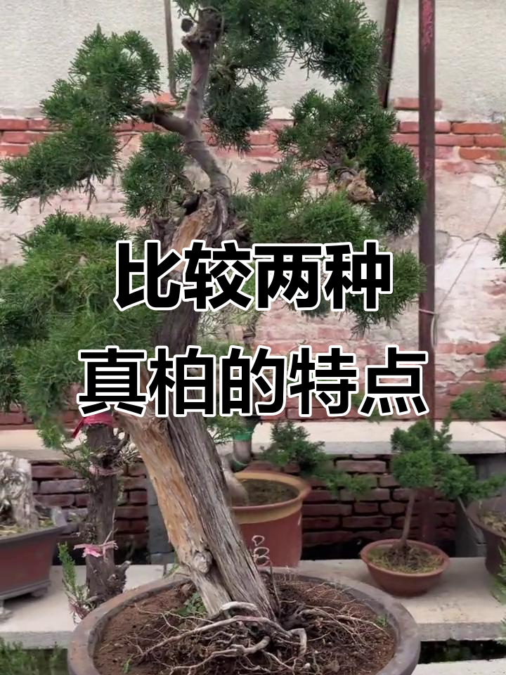 济州真柏与系鱼川真柏的魅力对比,你更喜欢哪种?