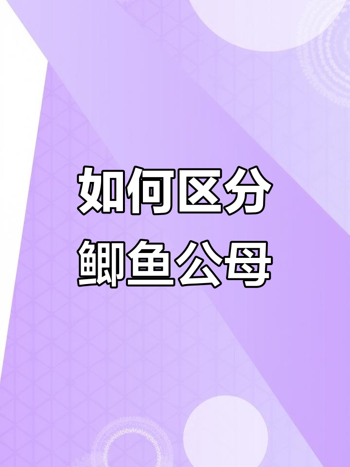 鲫鱼公母分辨技巧,钓鱼必备知识