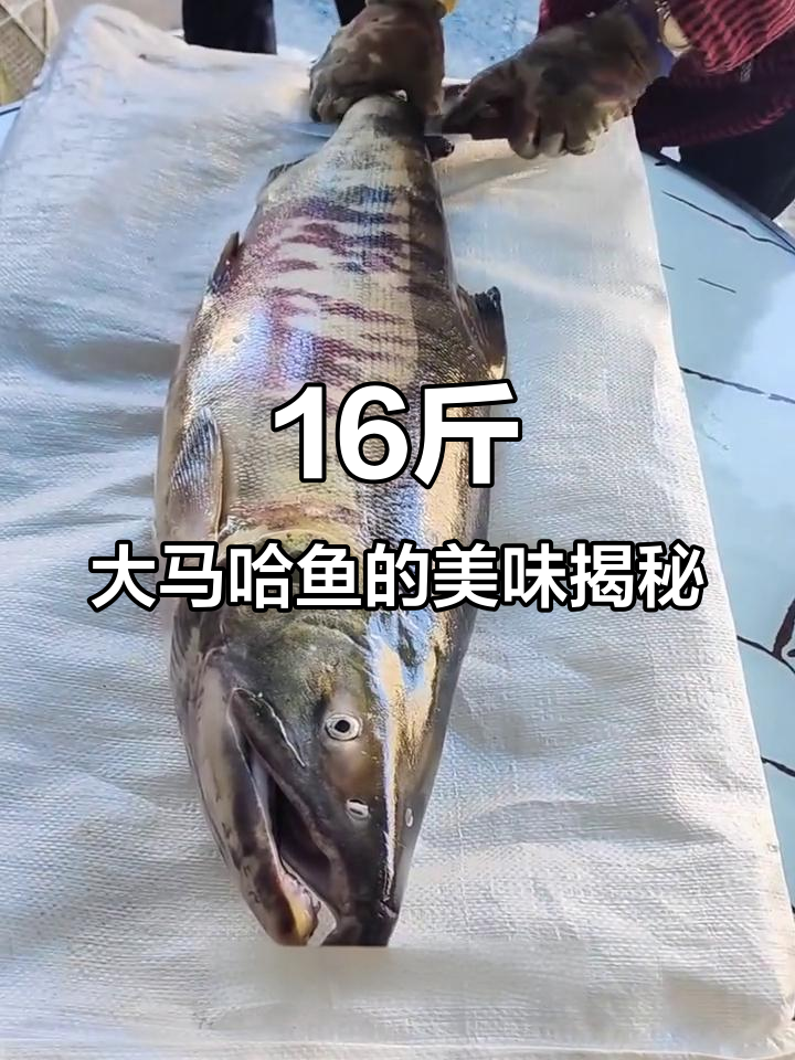黑龙江抚远镇的纯江野生鱼，16斤大马哈鱼的独特美味与宝藏