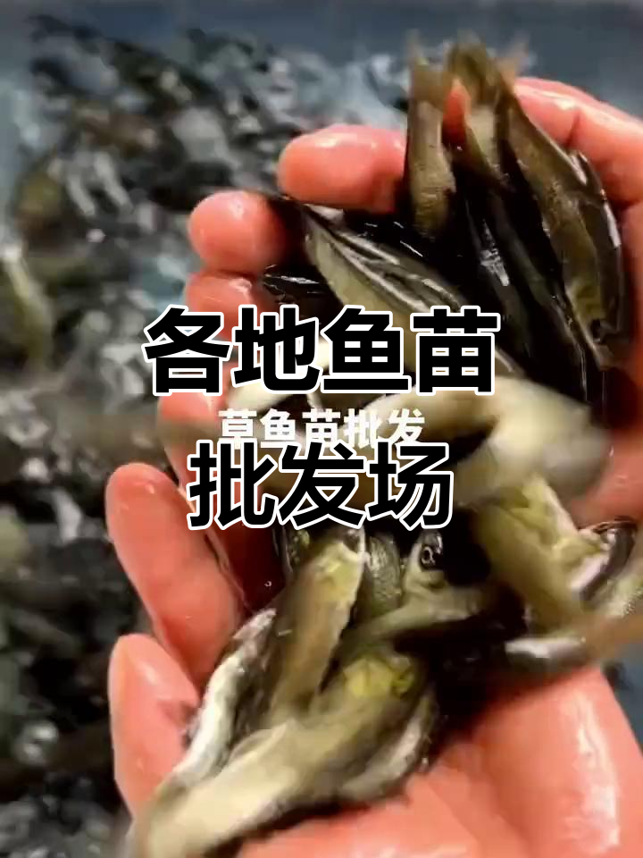 深圳、东莞、惠州、广州鱼苗批发市场一览