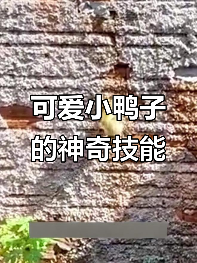 小鸭子攀墙如特工,水面狂奔像超能力