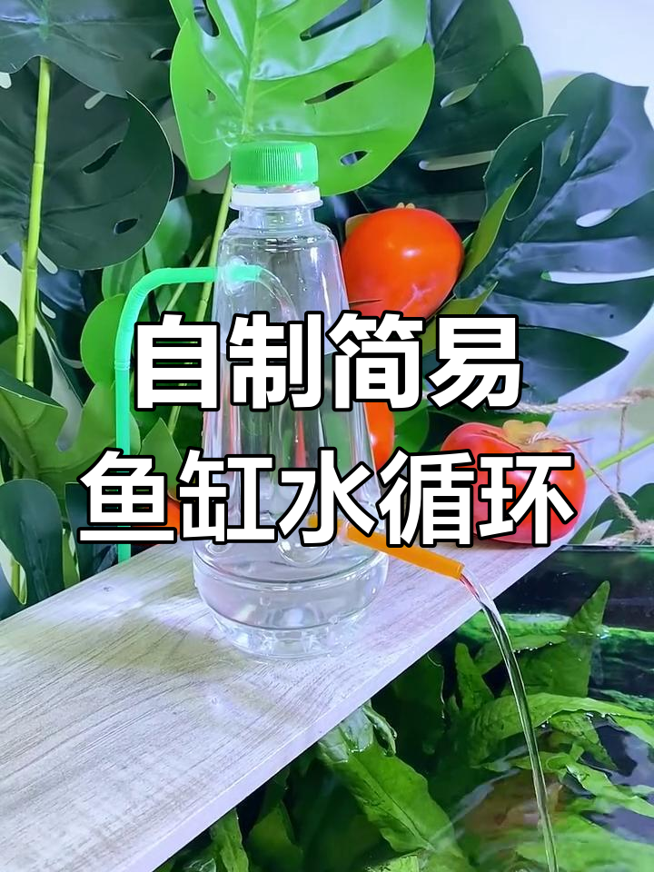 利用废弃瓶子打造无电水循环系统,简单又实用