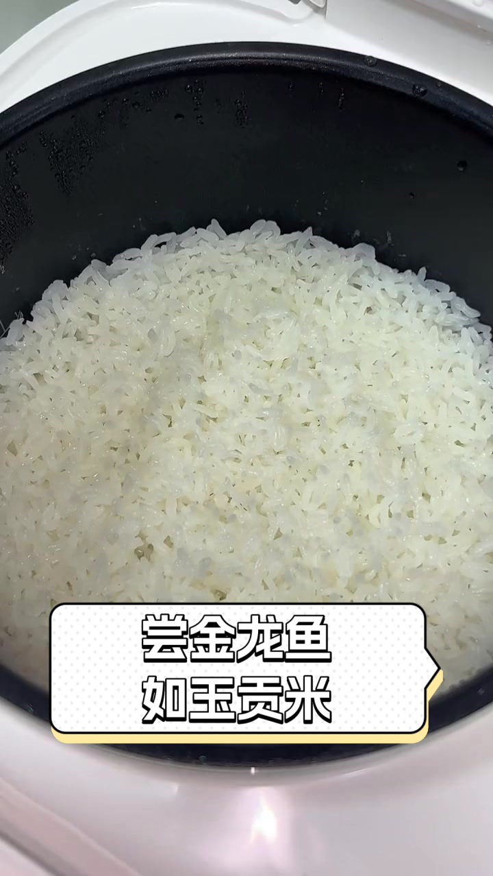 尝金龙鱼如玉贡米