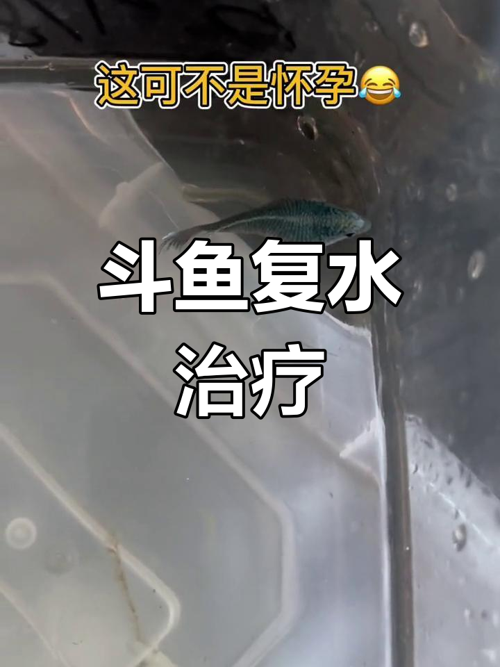 中国斗鱼肚子大怎么办?