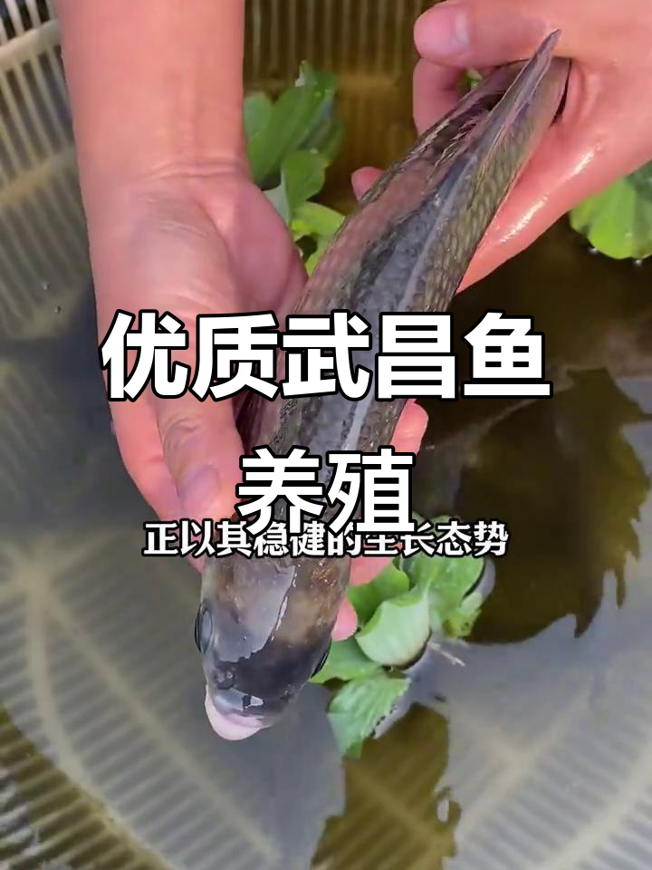 武昌鱼:淡水珍品,养殖前景广阔