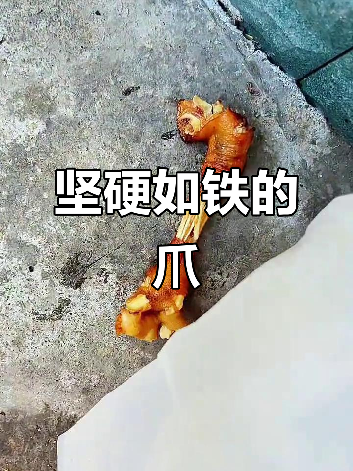 这老母鸡爪子硬得惊人,压力山大却依旧完好无损!
