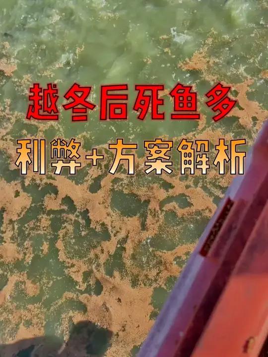 鱼越冬投料有讲究！利弊清晰，按方案来死鱼大减！