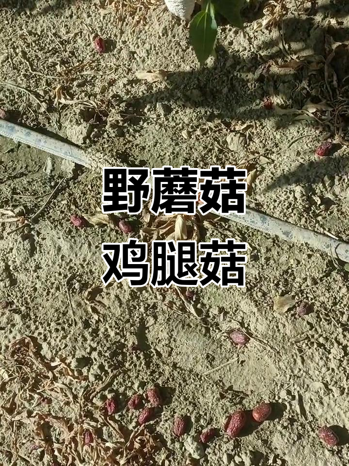 新疆野生鸡腿菇,像大鸡腿一样可爱