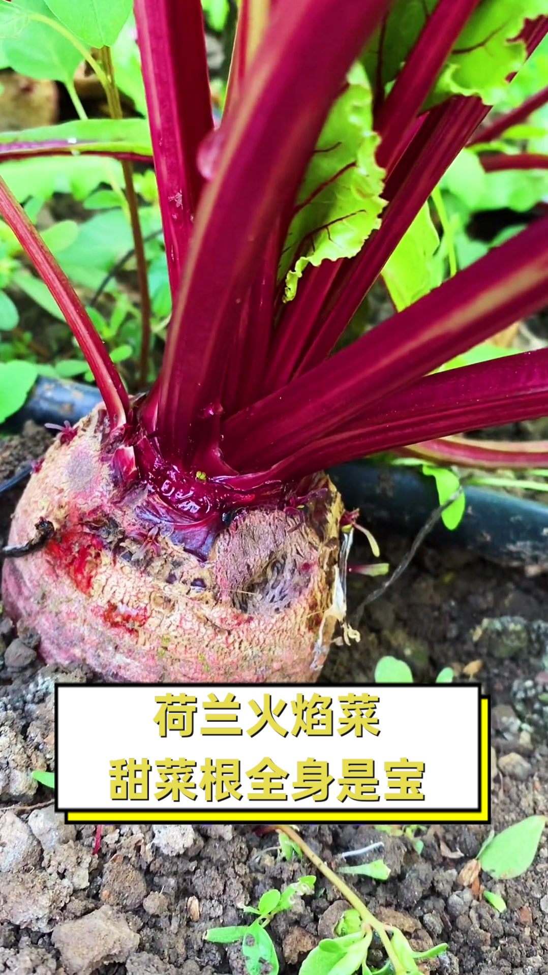 荷兰火焰菜甜菜根全身是宝