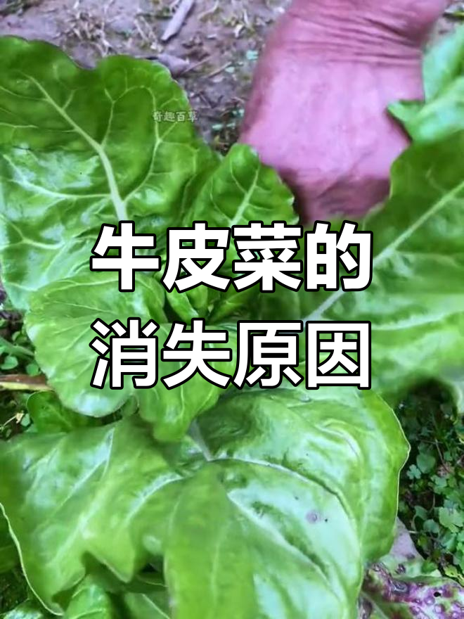 为什么牛皮菜在农村越来越少见了?