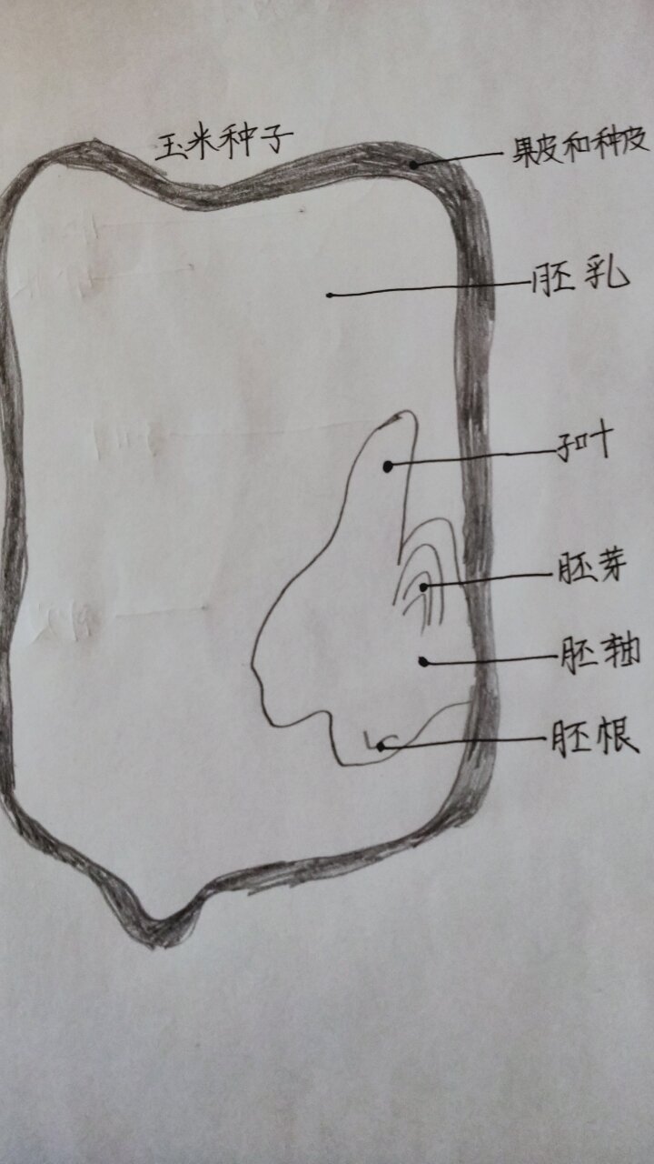 玉米种子和菜豆种子结构图