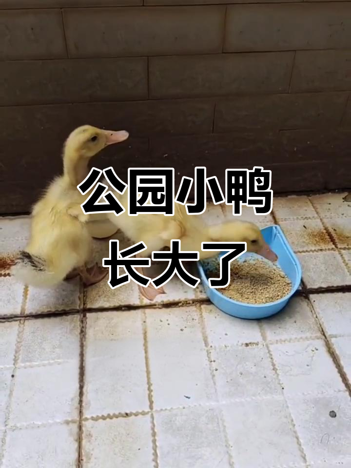小鸭成长记:从森林广场到长大