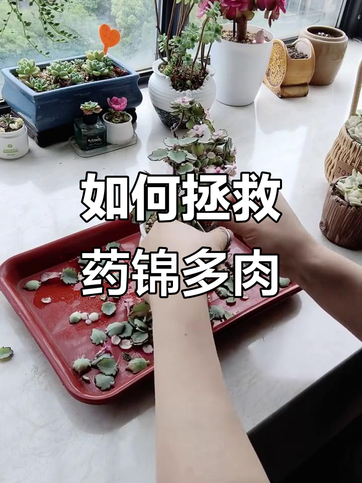 药锦多肉如何挽救？剪掉头部，保留老桩和叶子