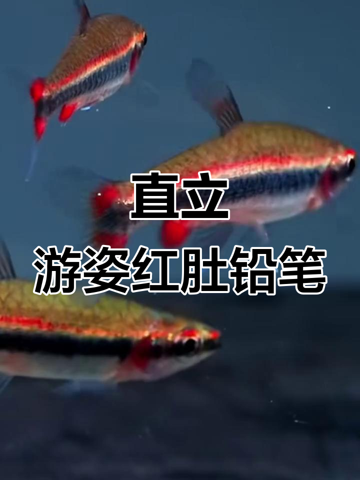 红肚铅笔鱼:色彩艳丽,性格活泼的杂食性观赏鱼