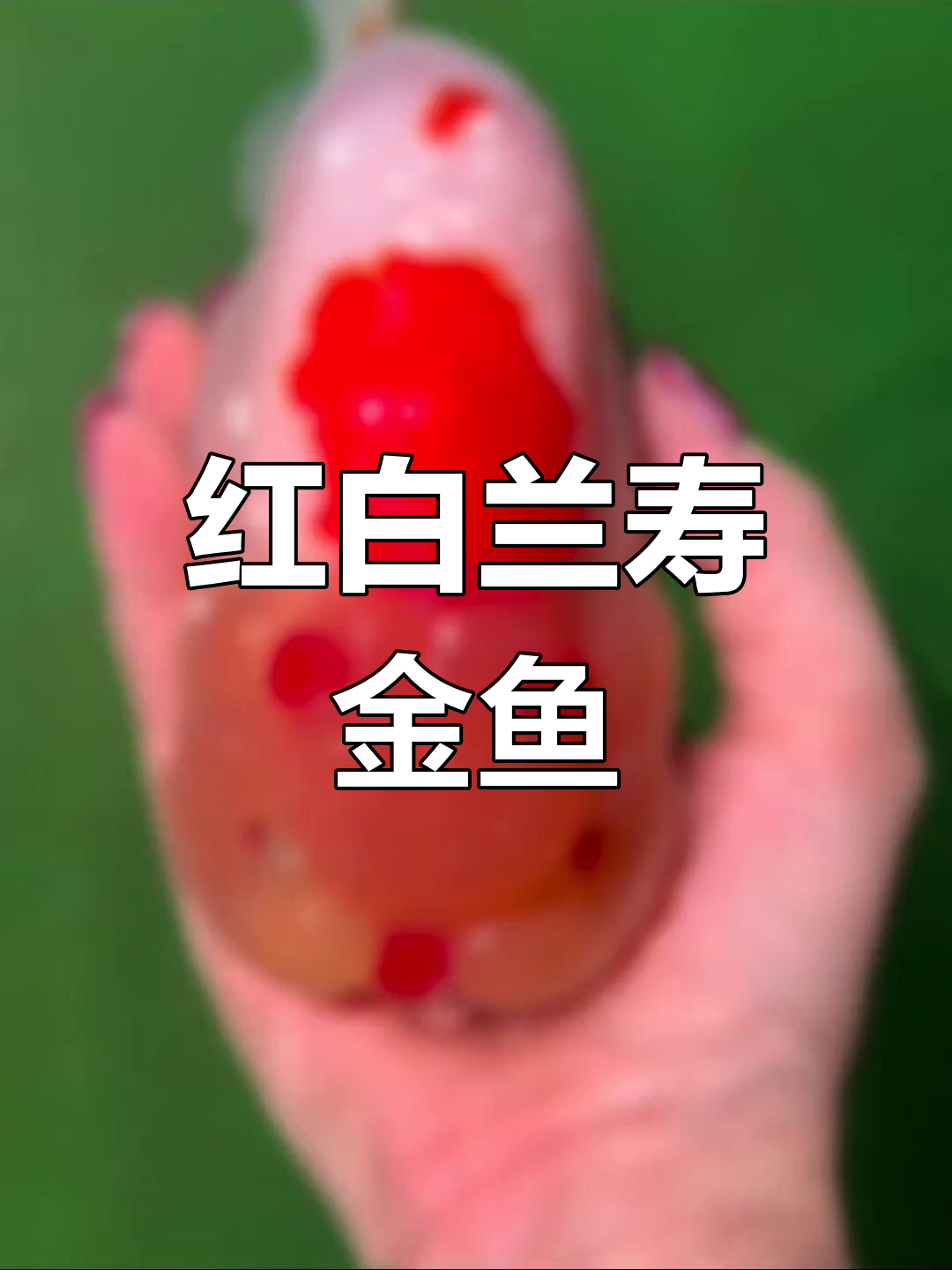 萌宠推荐:红白兰寿金鱼,头顶双角