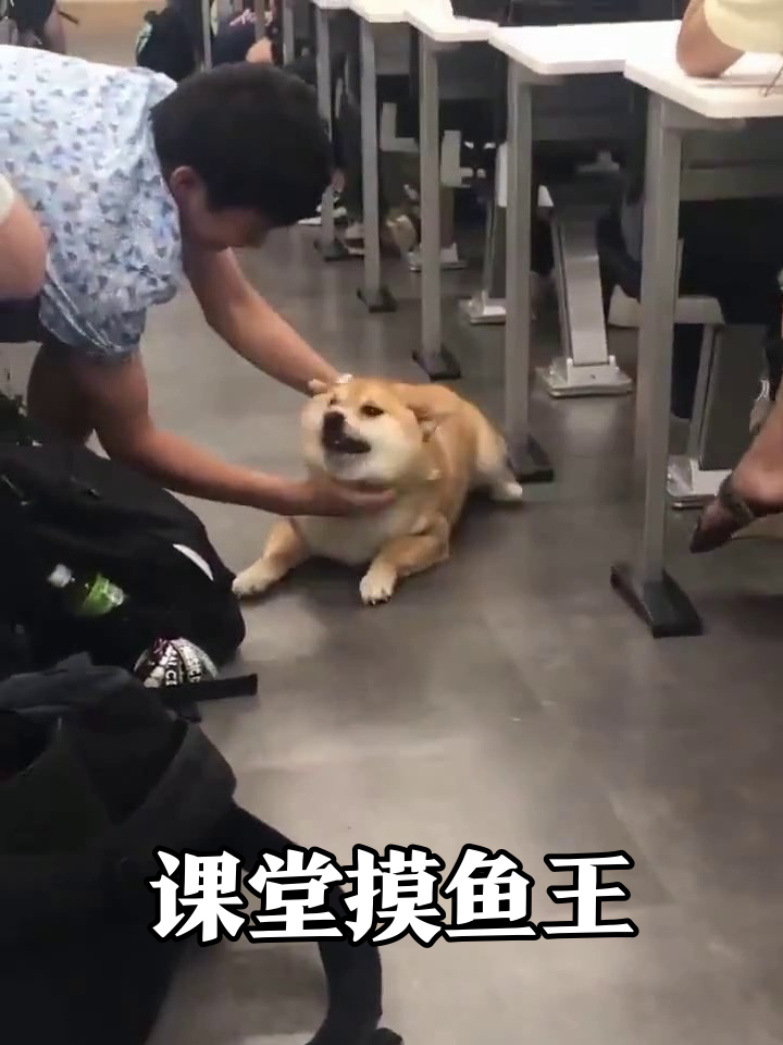 课堂惊现摸鱼狗!柴犬撒娇求摸肚,学生集体围观
