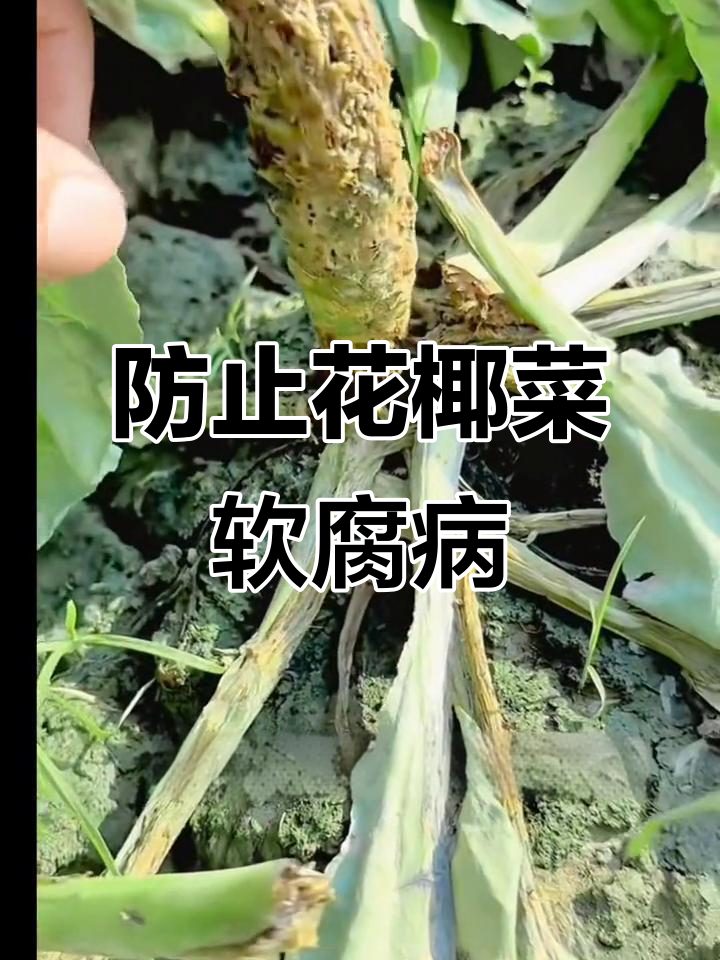 花椰菜软腐病：细菌性病害的危害与防治方法