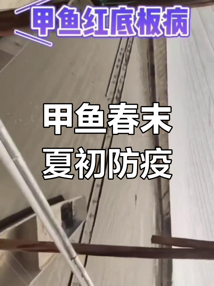 甲鱼春季高发疾病:如何预防与应对