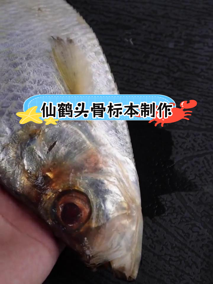 鱼骨仙鹤标本制作过程揭秘