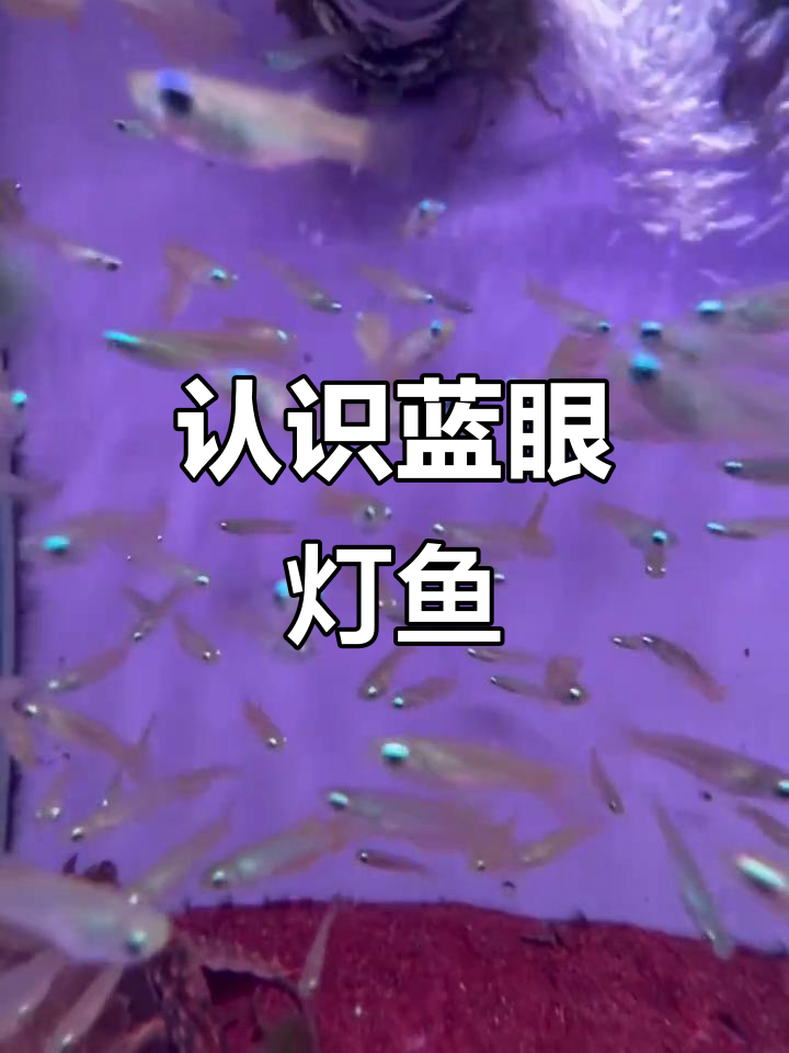 蓝眼灯鱼:小巧灵动的热带精灵,群游之美让人惊艳