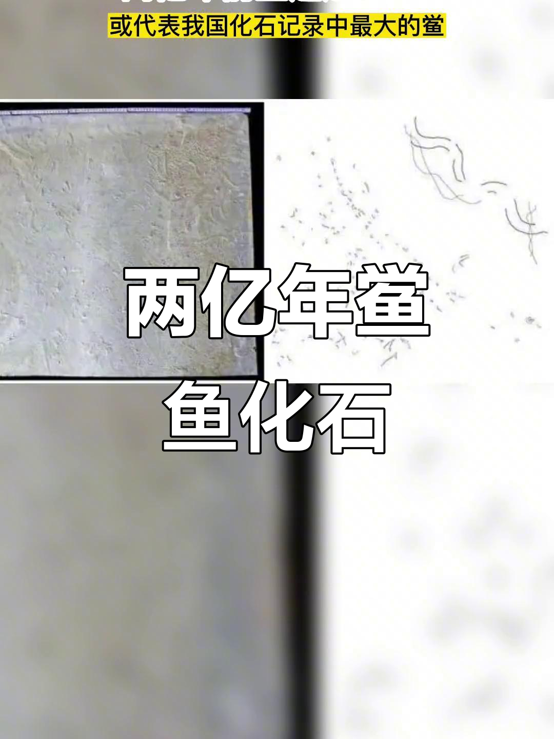 罕见两亿年前鲎与鱼类化石共存，揭示远古生物组合