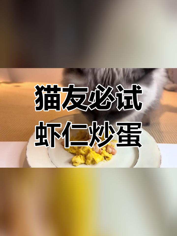 猫咪也能享受的虾仁炒蛋,营养满分!