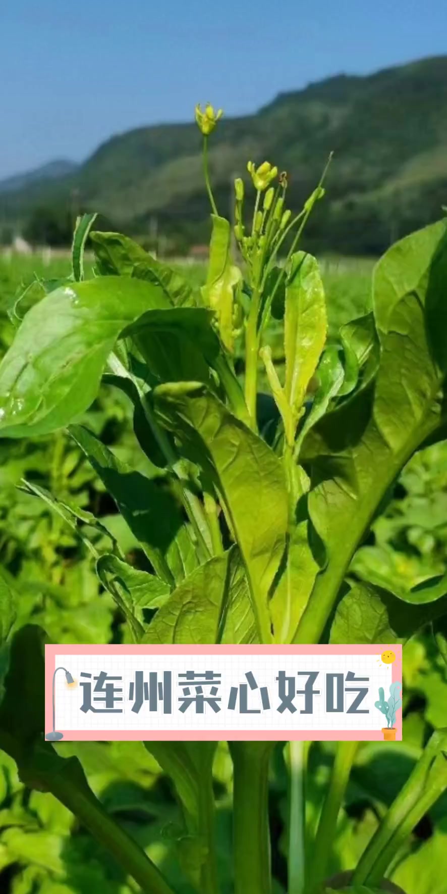 连州菜心好吃