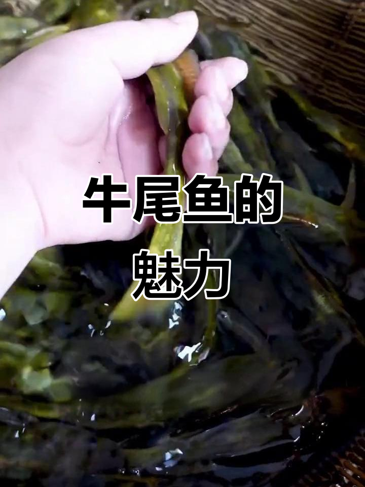 牛尾鱼，肉质鲜美，养殖简单，适合各种环境