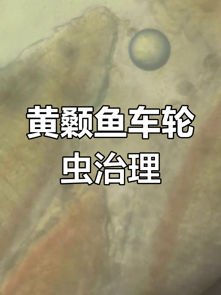 黄颡鱼车轮虫处理效果大揭秘,如何有效应对难缠的寄生虫