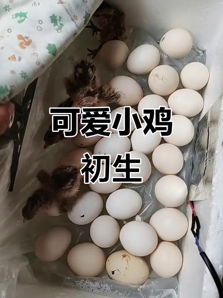 小鸡宝宝刚出生,萌态十足!