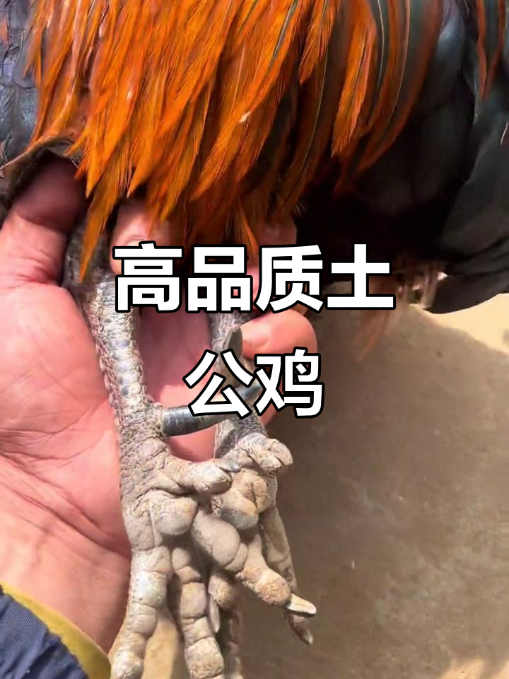 梁山艾椒老品种公鸡,两年重四斤,质量上乘